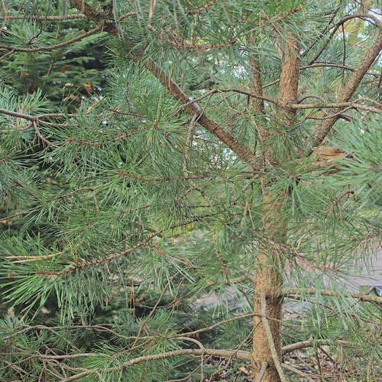 video of pine tree